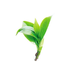 绿茶提取物