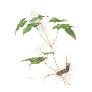 淫羊藿提取物