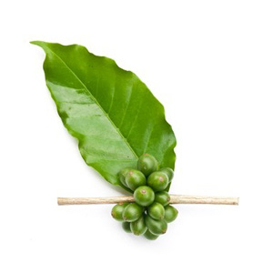 绿咖啡豆提取物