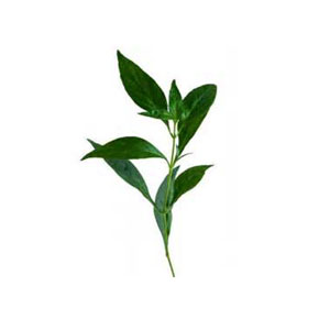 穿心莲提取物